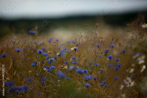 Cornflowers 2
