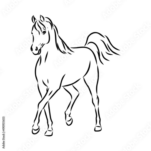 handdrawn of arabian horse sketch with pen in vector format. EPS 10