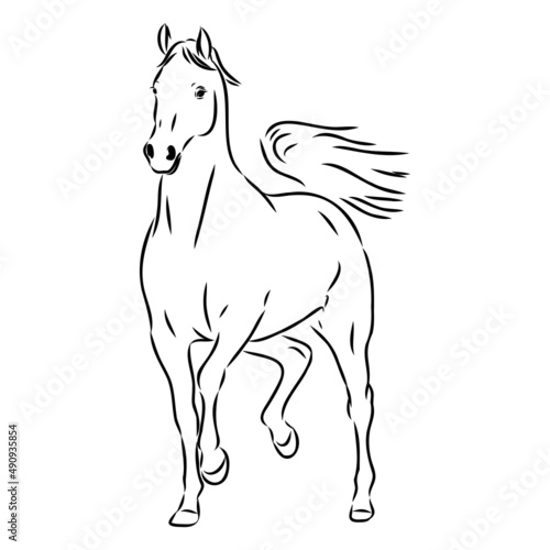 handdrawn of arabian horse sketch with pen in vector format. EPS 10