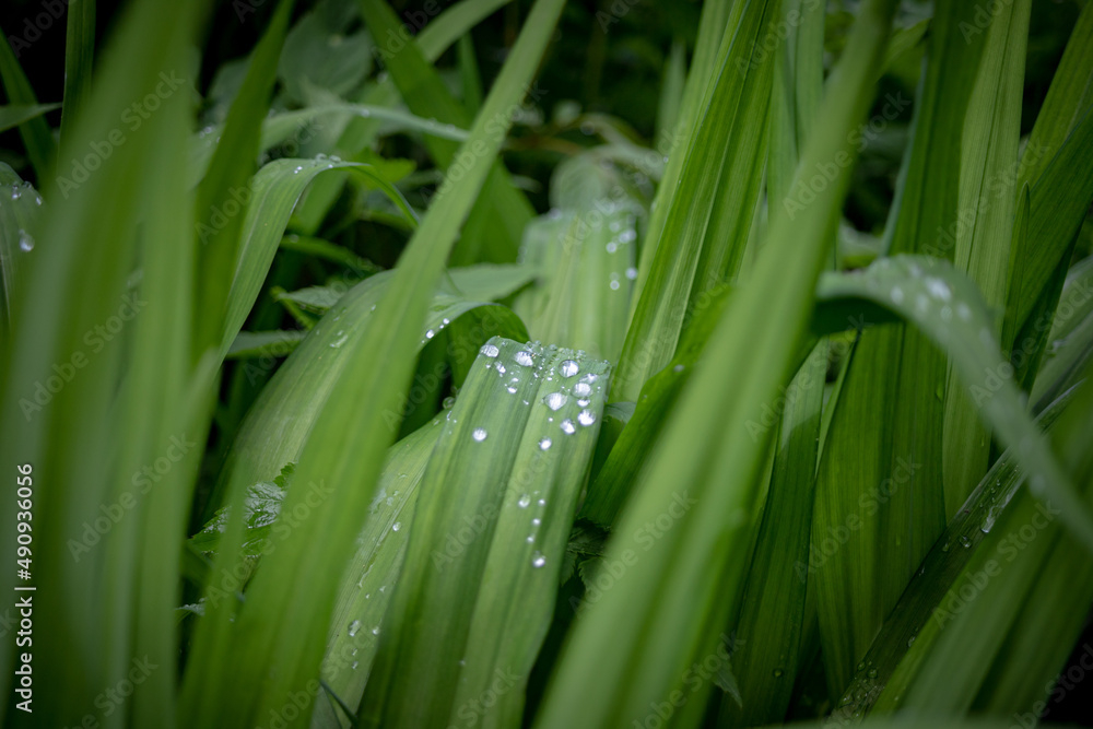 waterdrops after rain or dew drops on green grass blades waterdrops after rain or dew drops on green grass blades