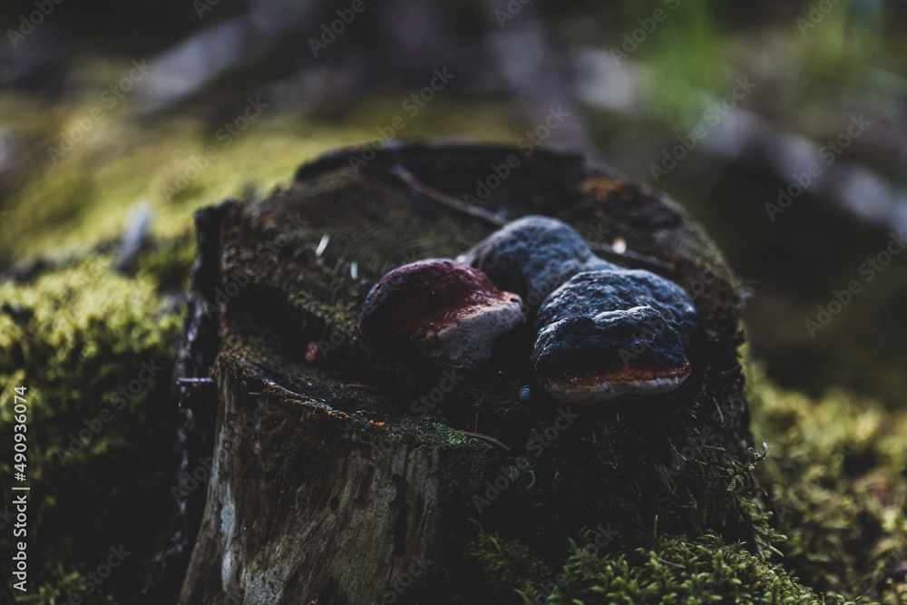 Fomitopsis pinicola mushroom grow on cut rotting tree stump