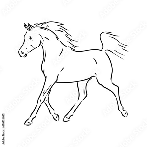 handdrawn of arabian horse sketch with pen in vector format. EPS 10