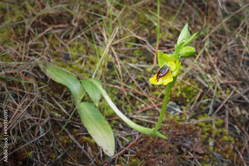 Orquídea silvestre. Ophrys lutea formando parte de la vegetación de un bosque mediterráneo. Sierra del Oro (Cieza-Murcia-España), en primavera.
