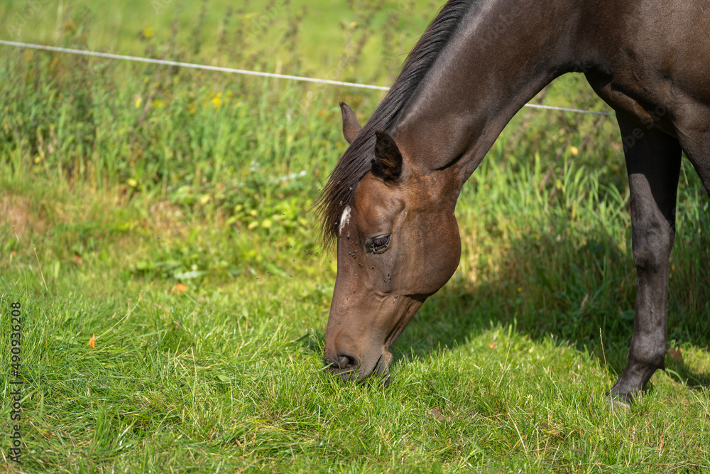 Brown mare grazes on the pasture in summer Brown mare grazes on the pasture in summer