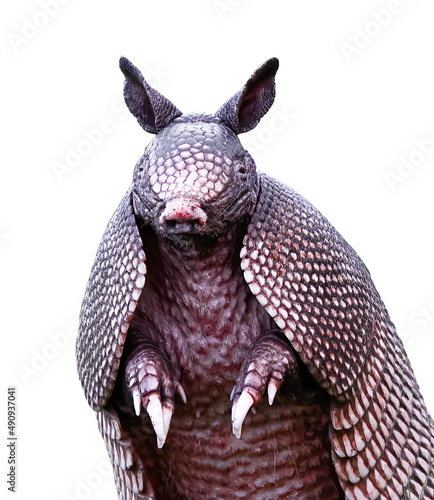 Wild nine-banded armadillo - Dasypus novemcinctus
