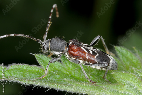 Rufous-shouldered longhorn beetle - Anaglyptus mysticus on leaf. © Tomasz