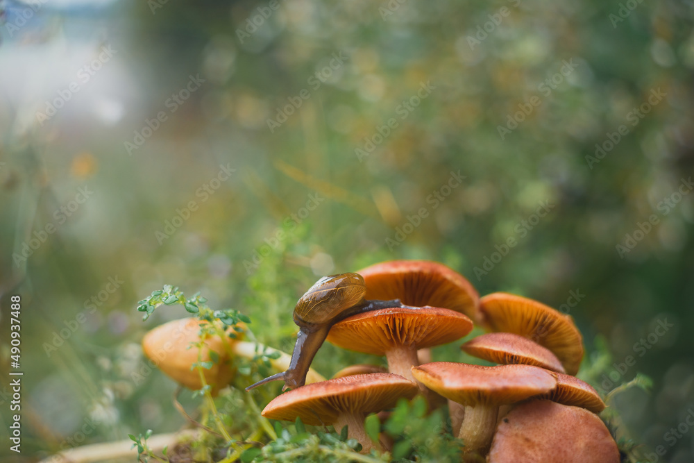 Fototapeta premium a snail walking on a mushroom with a unique bokeh background