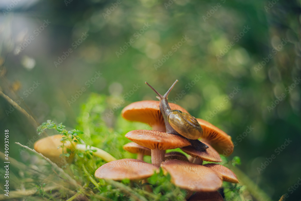 a snail walking on a mushroom with a unique bokeh background a snail walking on a mushroom with a unique bokeh background