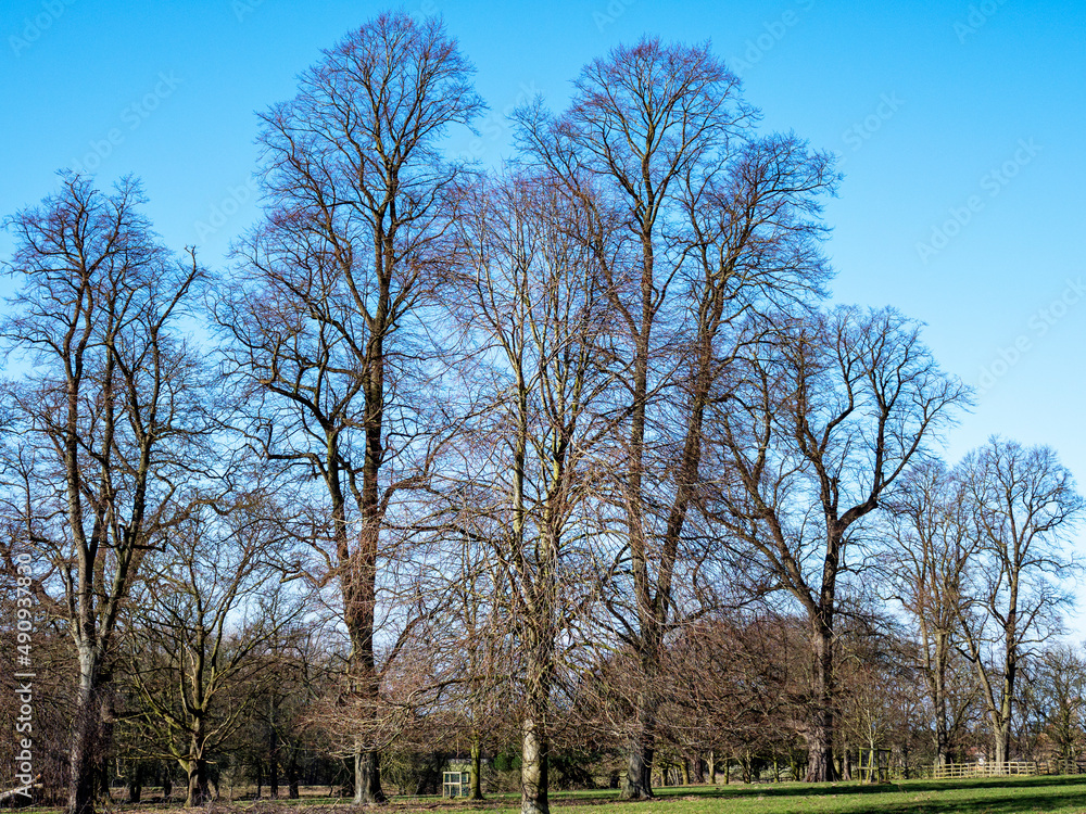 Tall bare winter trees in a park Tall bare winter trees in a park