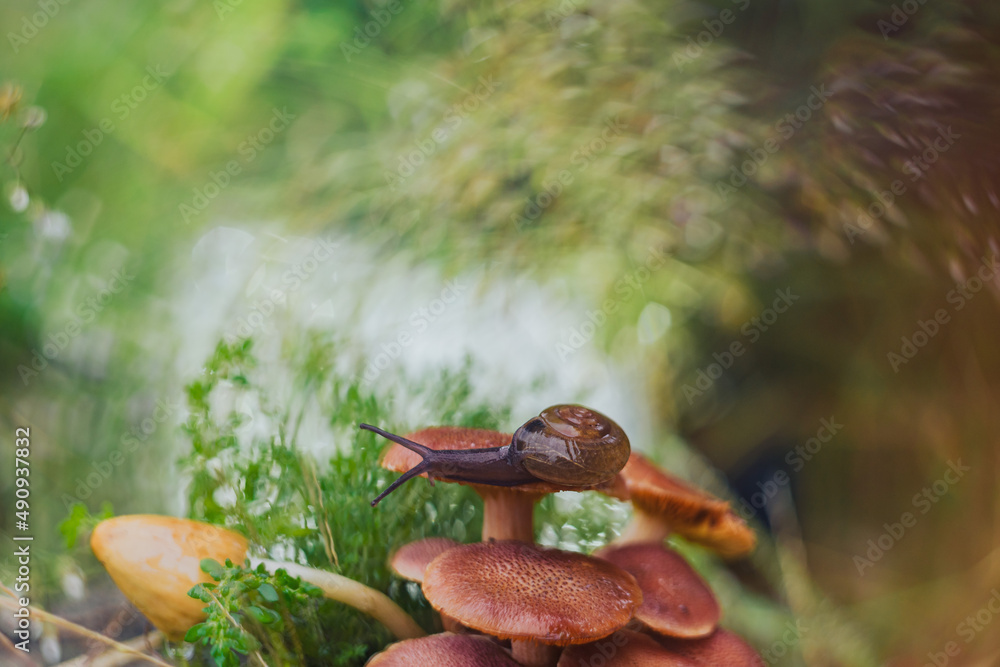 a snail walking on a mushroom with a unique bokeh background