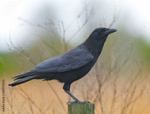 Canvas Print Wild Adult fish crow - Corvus ossifragus - portrait while perched on fence post