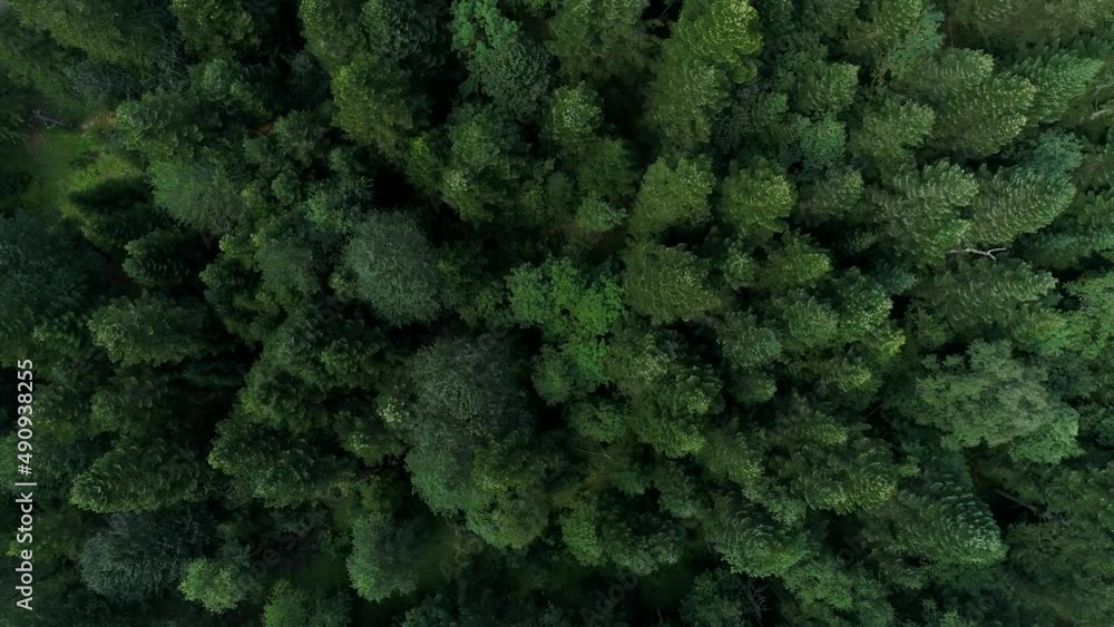 Aerial view from above: pine forest and trees. Natural background from the air, forest aerial view Aerial view from above: pine forest and trees. Natural background from the air, forest aerial view