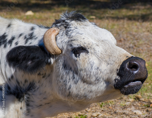 Canvas Print Black and white cow showing painful ingrown horn