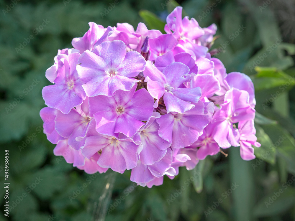 Pretty pink garden phlox flower in full bloom Pretty pink garden phlox flower in full bloom