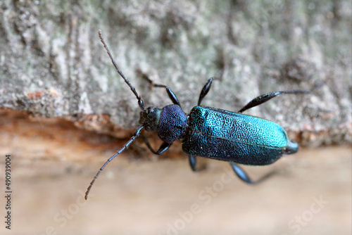 Violet tanbark beetle - Callidium violaceum. Blue and Purple Longhorn Beetle on wood.