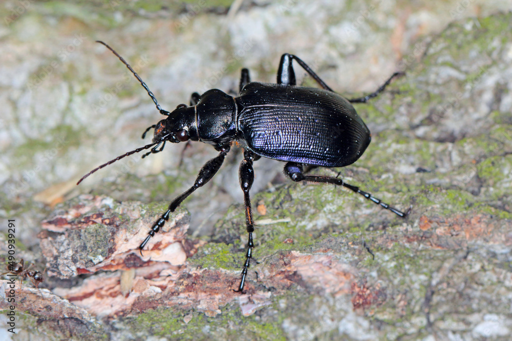 Beetle Calosoma inquisitor on the bark of a tree. It is a predatory beetle that eats pests in forests and parks. Beetle Calosoma inquisitor on the bark of a tree. It is a predatory beetle that eats pests in forests and parks.