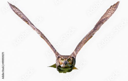 great horned owl adult - bubo virginianus - flying towards camera