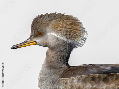 female hooded merganser - Lophodytes cucullatus Head side view isolated cutout on white background 