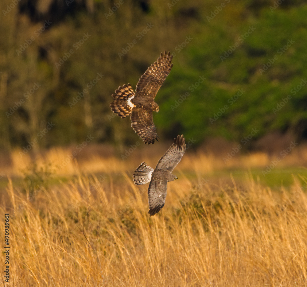 Fototapeta premium Grey Male and brown female Mating pair of Northern Harriers - Circus hudsonius