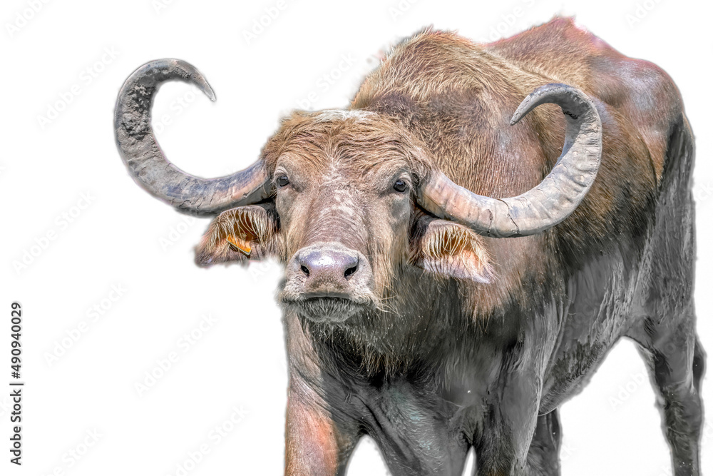 Thai Asian Domestic water buffalo - Bubalus bubalis Thai Asian Domestic water buffalo - Bubalus bubalis