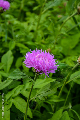 flower pink cornflower in the garden