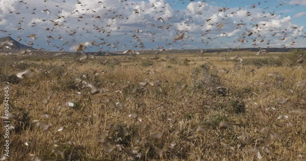 Millions of brown locust swarms decimating crops in Africa linked to Global warming, Climate change,Climate emergency Millions of brown locust swarms decimating crops in Africa linked to Global warming, Climate change,Climate emergency