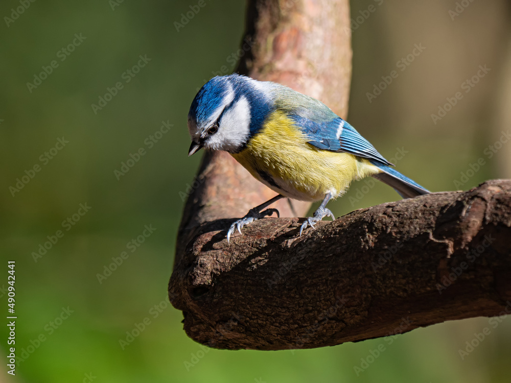 Blaumeise auf eines Ast, Blick nach unten, Cyanistes caeruleus Blaumeise auf eines Ast, Blick nach unten, Cyanistes caeruleus