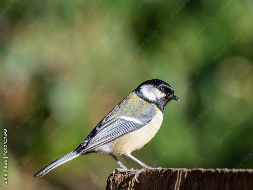 Obraz premium Nahaufnahme Kohlmeise mit verschwommenem Hintergrund, Seitenansicht, Parus major