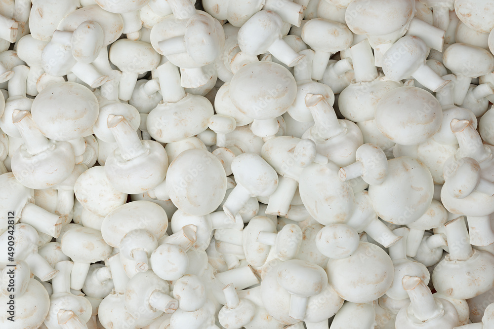 Fresh white champignons close-up shot from above. A lot of mushrooms. Fresh white champignons close-up shot from above. A lot of mushrooms.