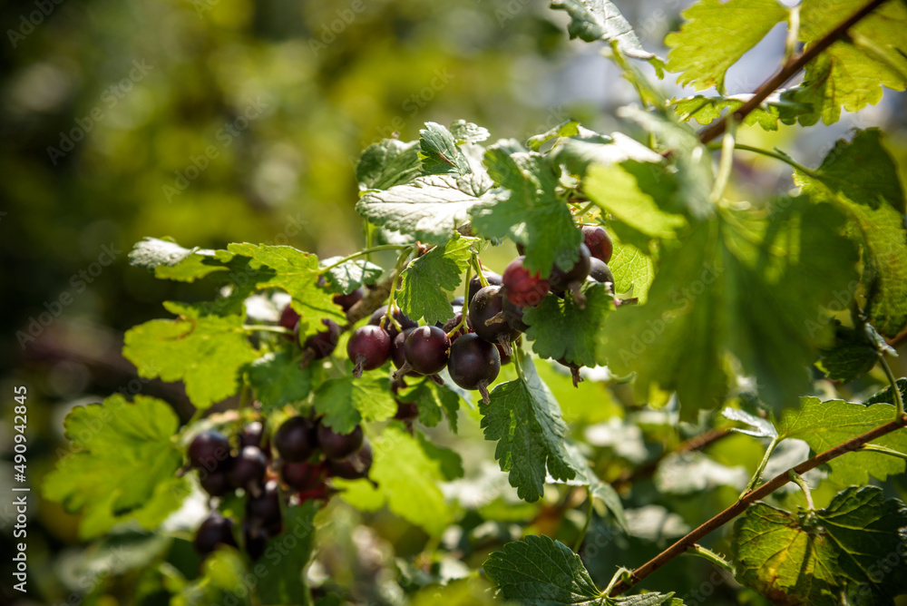 Jostaberry Ribes nidigrolaria, hybrid of a black currant and gooseberry in the garden. Branch with ripe berries close up. Selective focus Jostaberry Ribes nidigrolaria, hybrid of a black currant and gooseberry in the garden. Branch with ripe berries close up. Selective focus