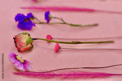 Fototapeta Naklejka Na Ścianę i Meble -  dried flowers on a pink background
