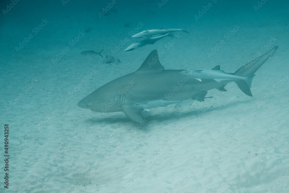 Bullshark dive in playa del carmen, Mexico. Bullshark dive in playa del carmen, Mexico.