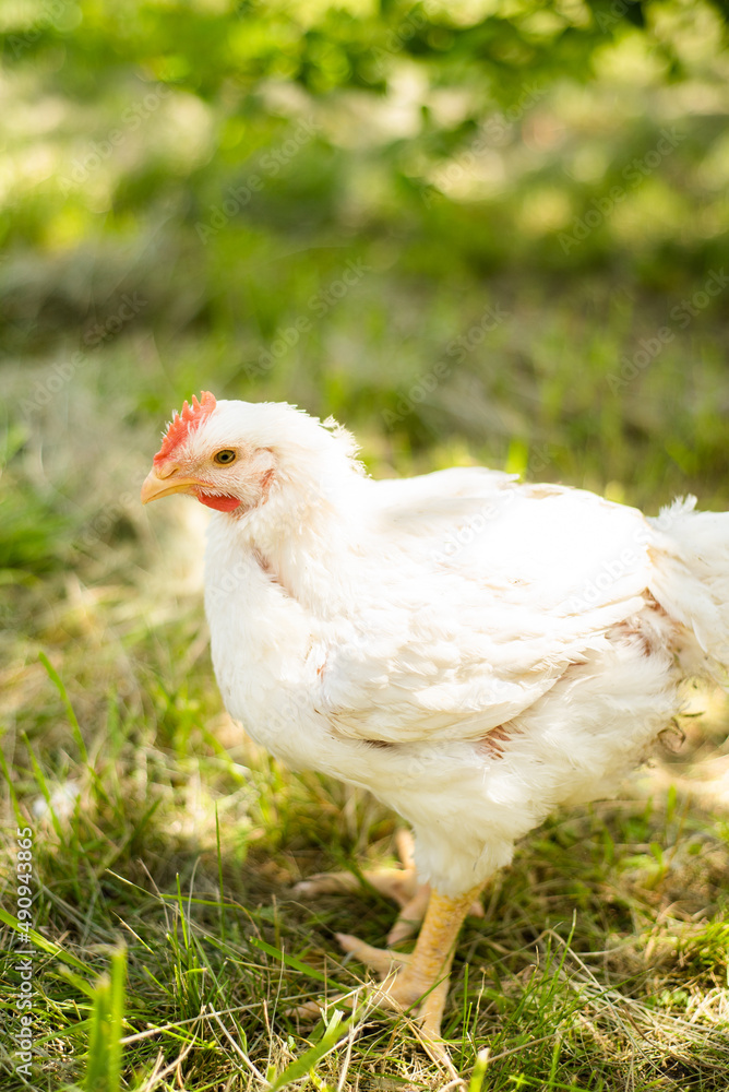 A hen on a farm in a pen. Live chicken farmers in the village. Chicken farm. Chickens walking on the grass and lawn. Home production of chickens