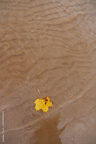 leaf on the beach