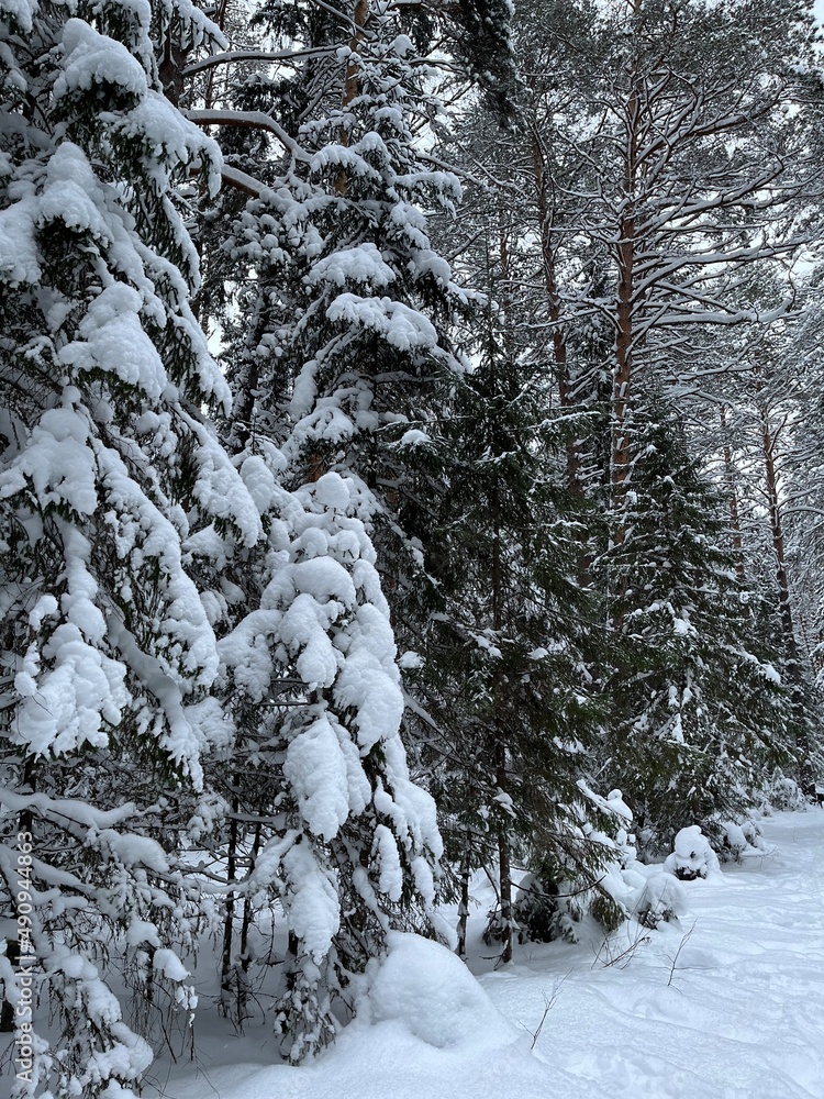 Road in the forest, cold, winter, trees Road in the forest, cold, winter, trees