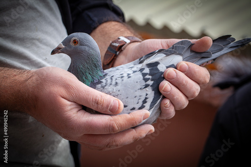 Side view of a handling racing pigeon. Homing pigeon on the hands. A man holding a racing pigeon. photo