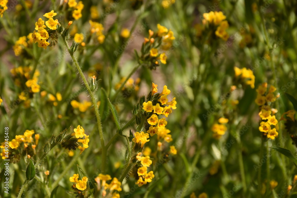 Flowers Flowers