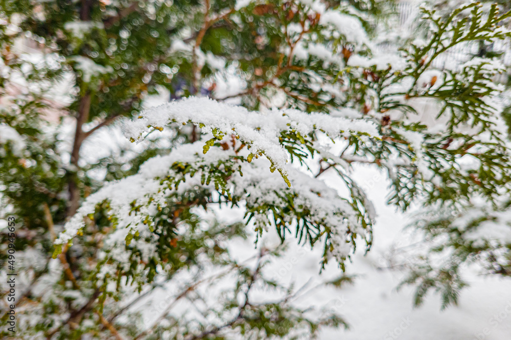 Fresh snow lies on the green branches of fir. The beginning of winter