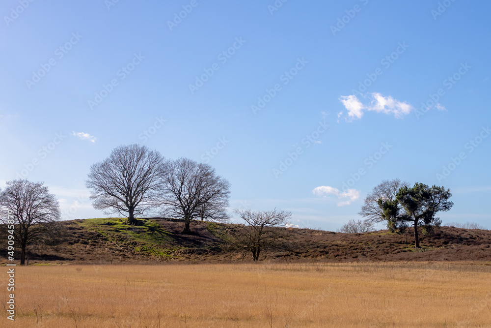 Selective focus of bare trees on the dunes with blue sky cloud as background, Winter landscape view of tree trunk on hill side with leafless and branches, Countryside and forest in Netherlands.