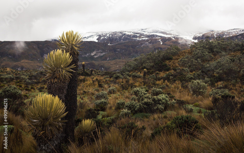 Mountainous landscape of Colombian paramo or alpine ecosystem with snow in background