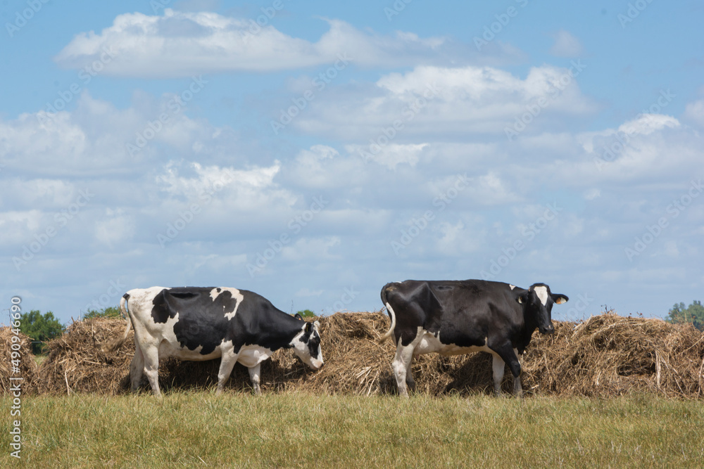 outdoor dairy cows eating alfalfa hay and ration