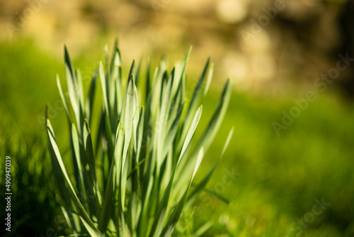 green nature in lens