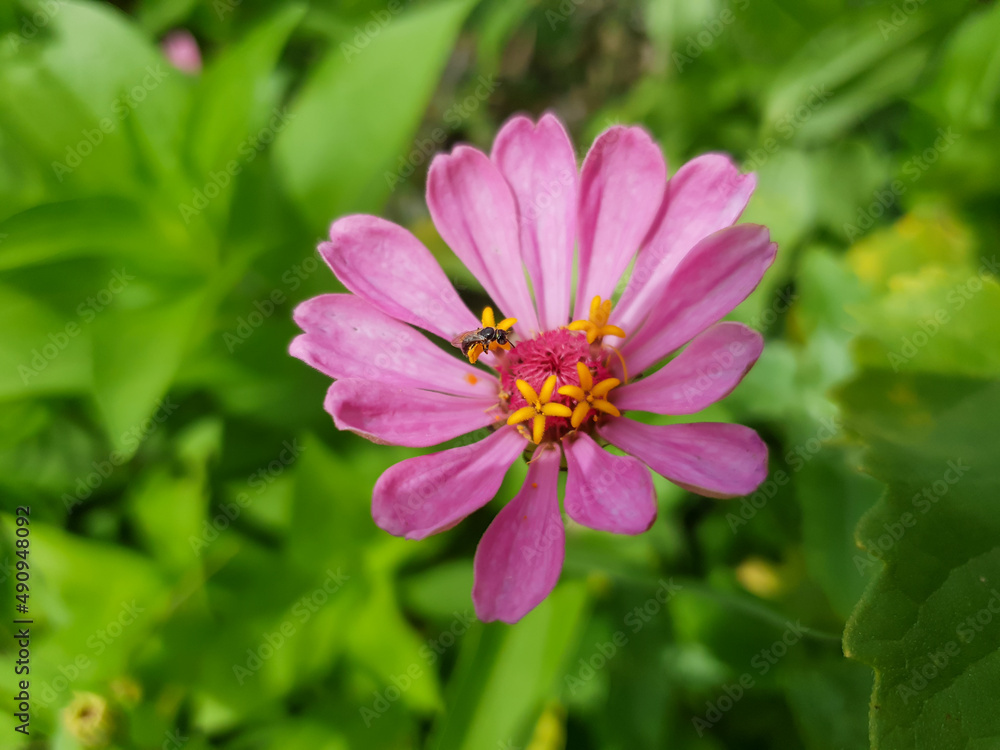 A beautiful Magenta flower with a tiny fly on it A beautiful Magenta flower with a tiny fly on it