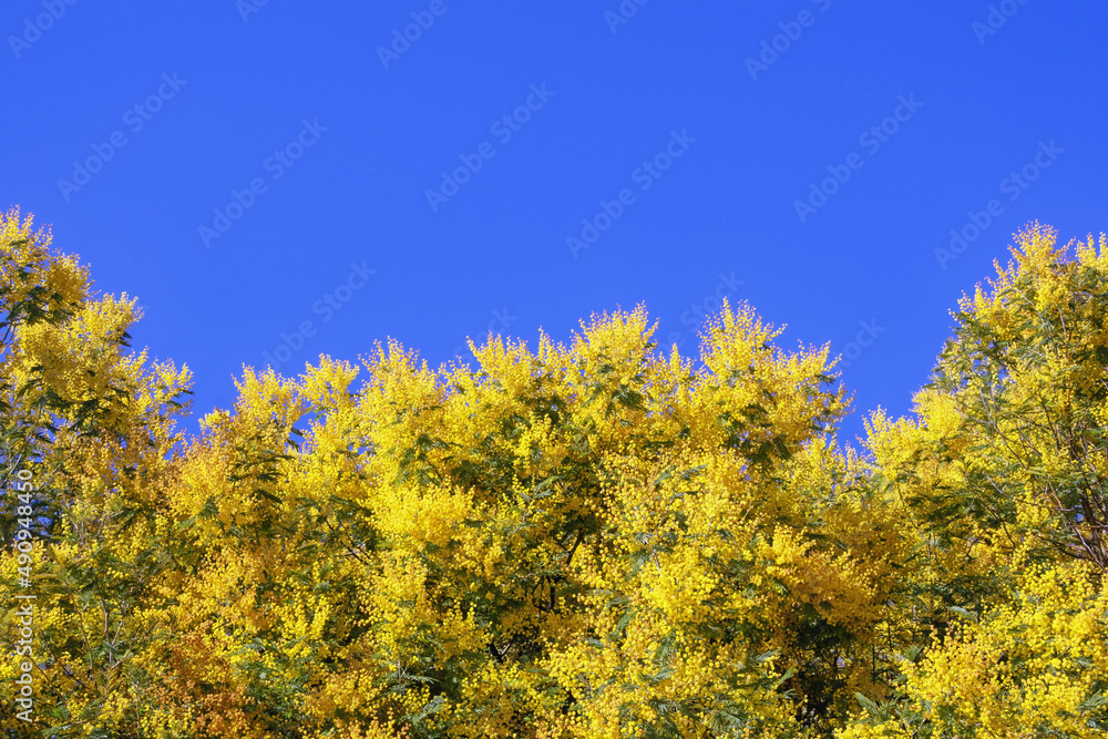 Beautiful floral blue and yellow border, space for text. Branches of Acacia dealbata tree ( mimosa ) in bloom. Bright yellow flowers against blue sky Beautiful floral blue and yellow border, space for text. Branches of Acacia dealbata tree ( mimosa ) in bloom. Bright yellow flowers against blue sky