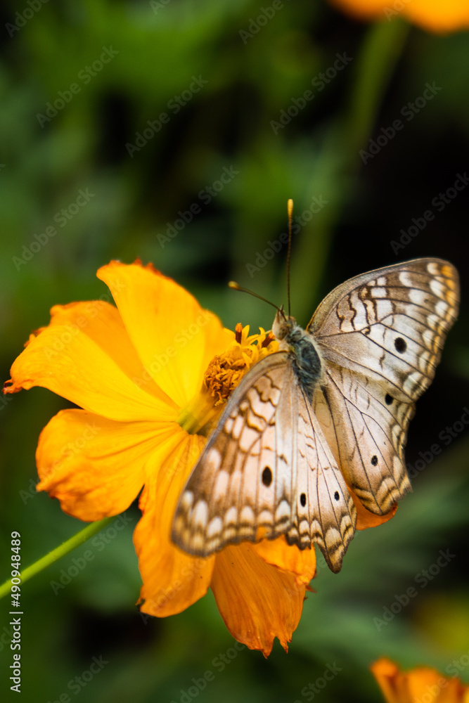 Obraz premium Brown and white butterfly perched on an orange flower with a green blurred vegetation background, showcasing its delicate wings and vibrant nature in a peaceful outdoor setting