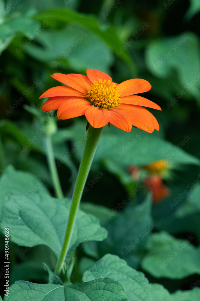 Vibrant orange-yellow flower with delicate petals against a blurred green vegetation background, highlighting natural beauty and simplicity in a serene outdoor environment. Vibrant orange-yellow flower with delicate petals against a blurred green vegetation background, highlighting natural beauty and simplicity in a serene outdoor environment.