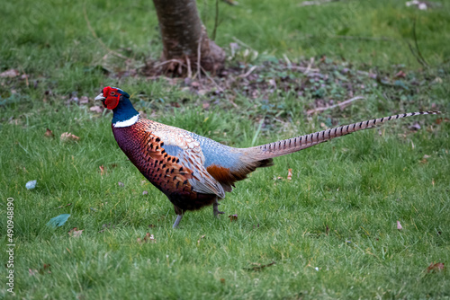 close up of a magnificent strutting male cock pheasant (Phasianus colchicus) 