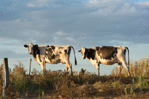 dairy cows outdoors on pasture