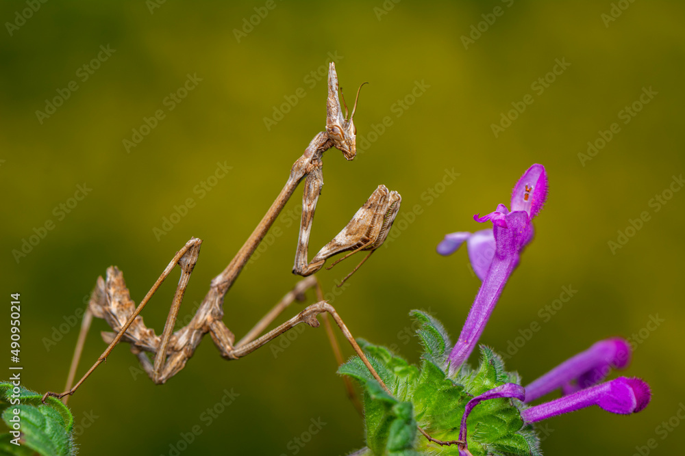 Close up of pair of Beautiful European mantis ( Mantis religiosa ) Close up of pair of Beautiful European mantis ( Mantis religiosa )