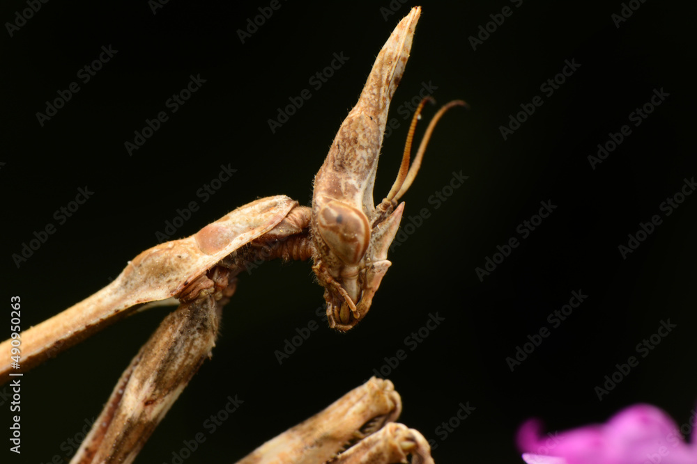 Fototapeta premium Close up of pair of Beautiful European mantis ( Mantis religiosa )